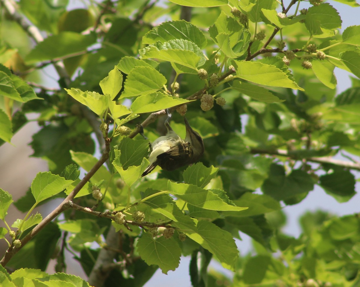 Black-whiskered Vireo - ML634497351