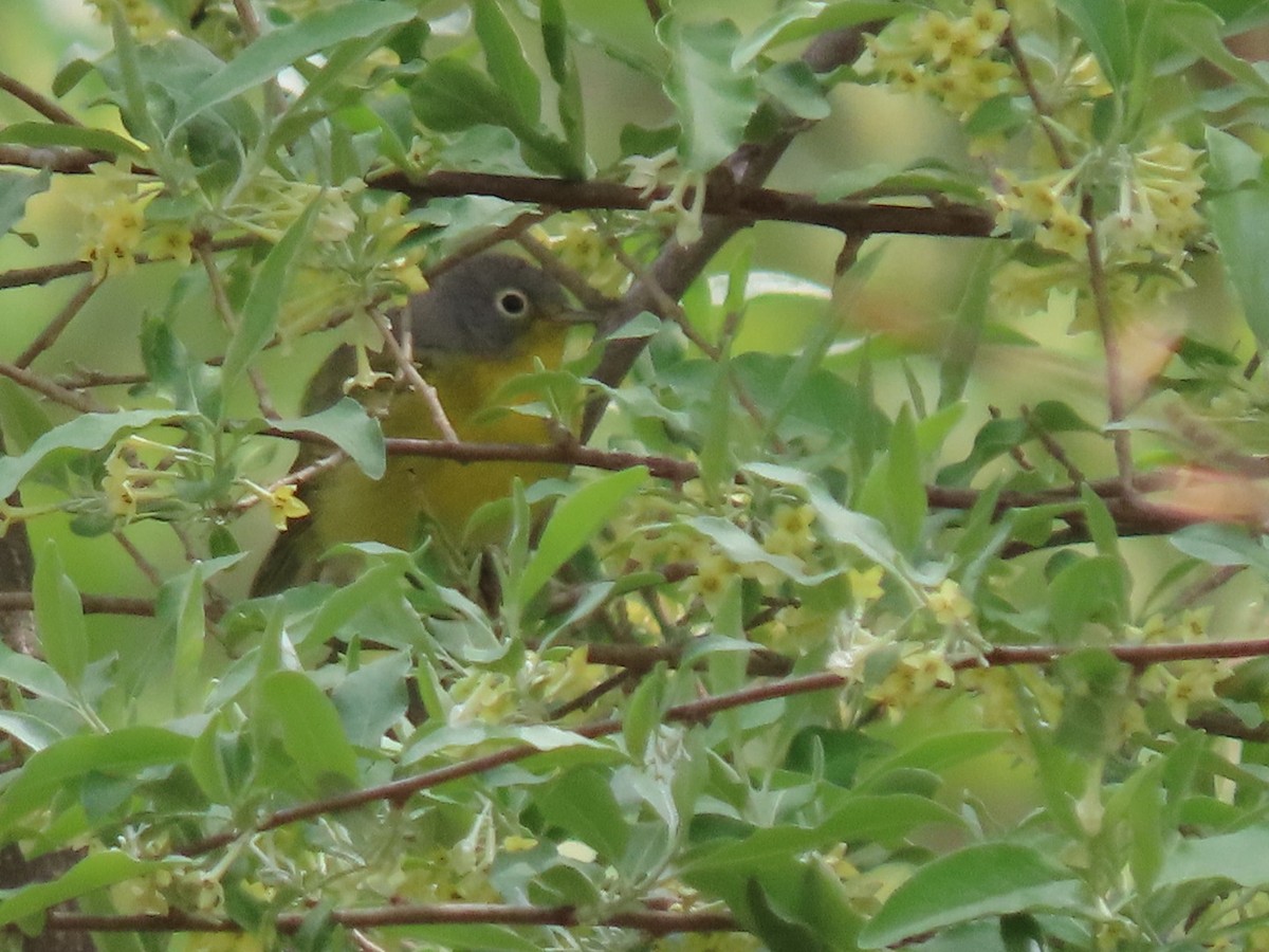Nashville Warbler - ML634497363