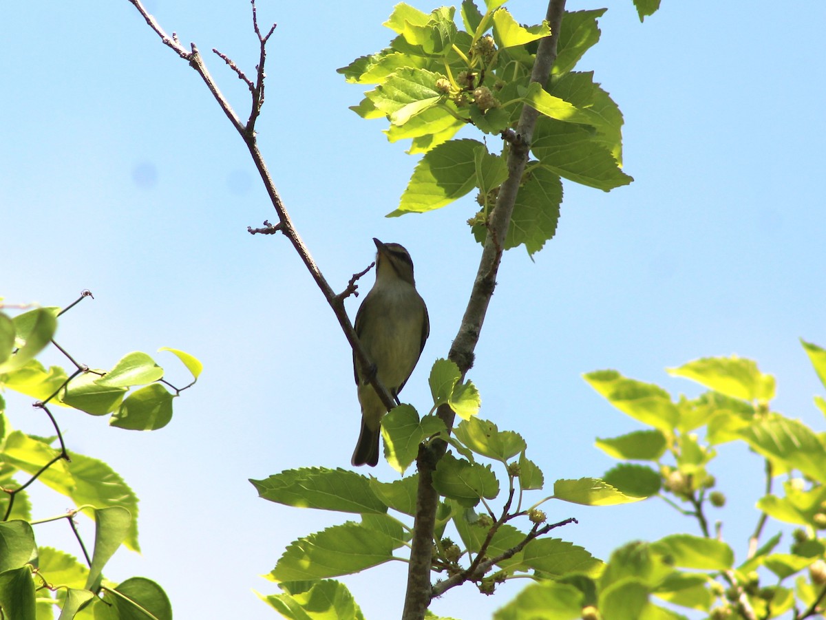 Black-whiskered Vireo - ML634497364