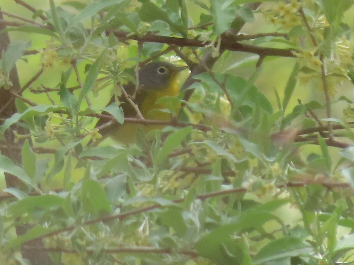 Nashville Warbler - ML634497382