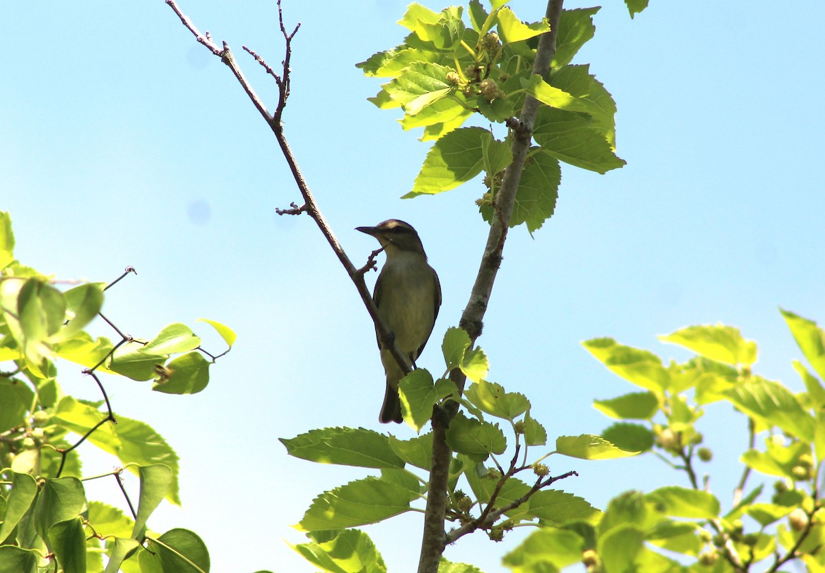 Black-whiskered Vireo - ML634497428