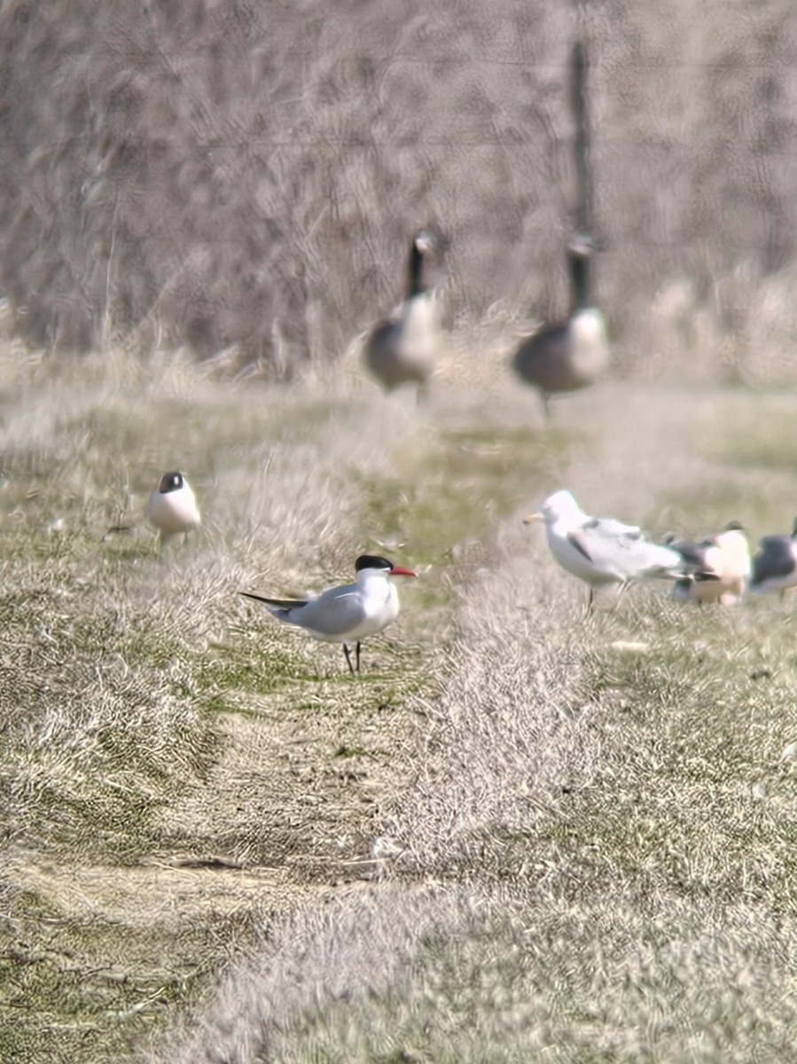 Caspian Tern - ML634497429