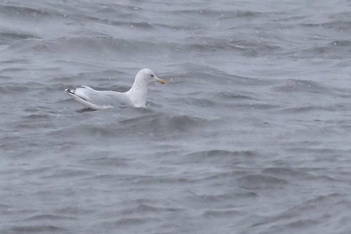 American Herring x Glaucous Gull (hybrid) - ML634497465