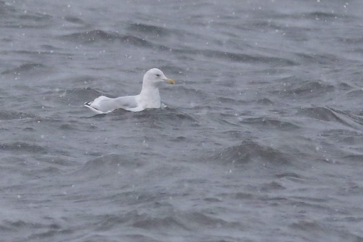American Herring x Glaucous Gull (hybrid) - ML634497466