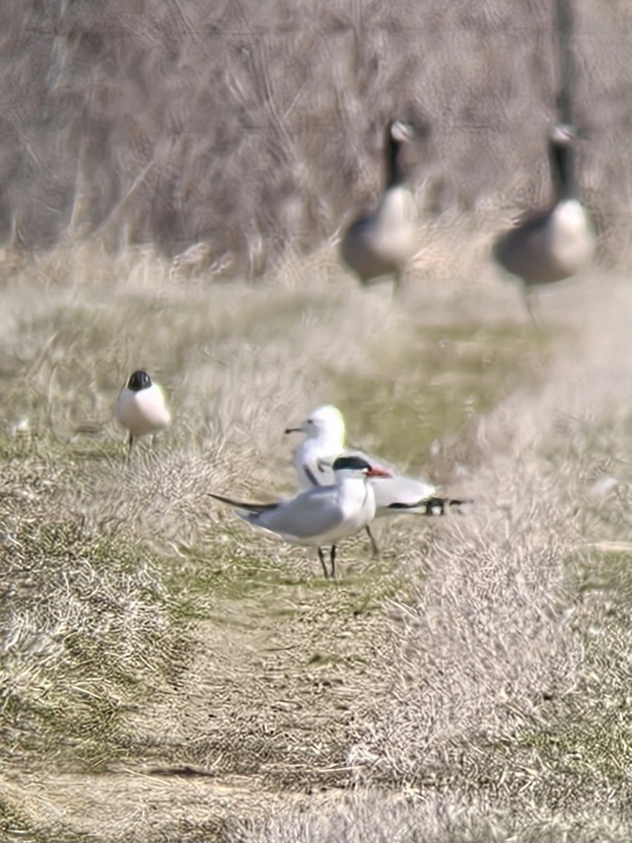 Caspian Tern - ML634497490