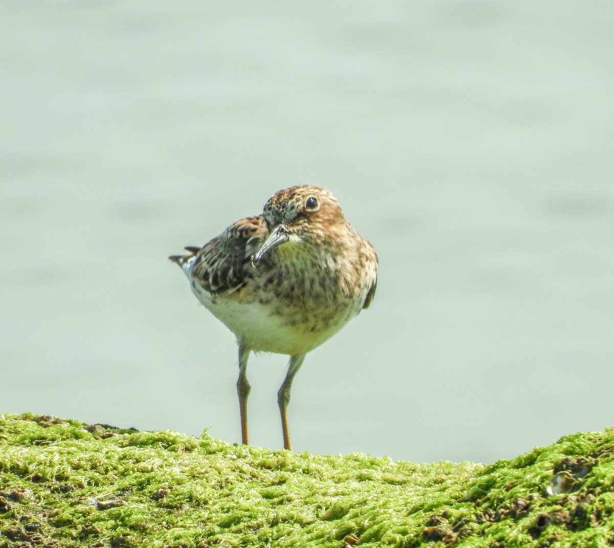 Least Sandpiper - ML634497524