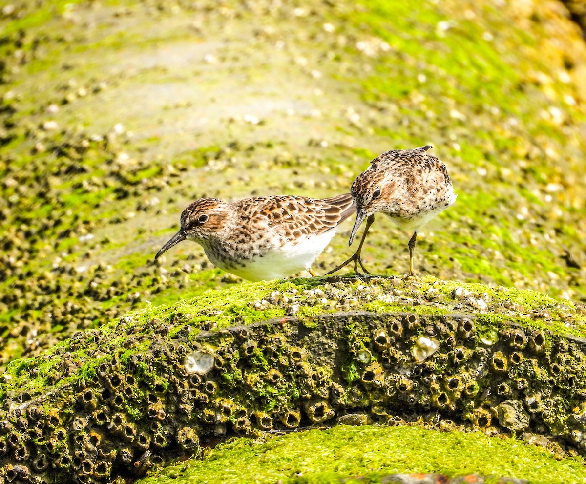 Least Sandpiper - ML634497528