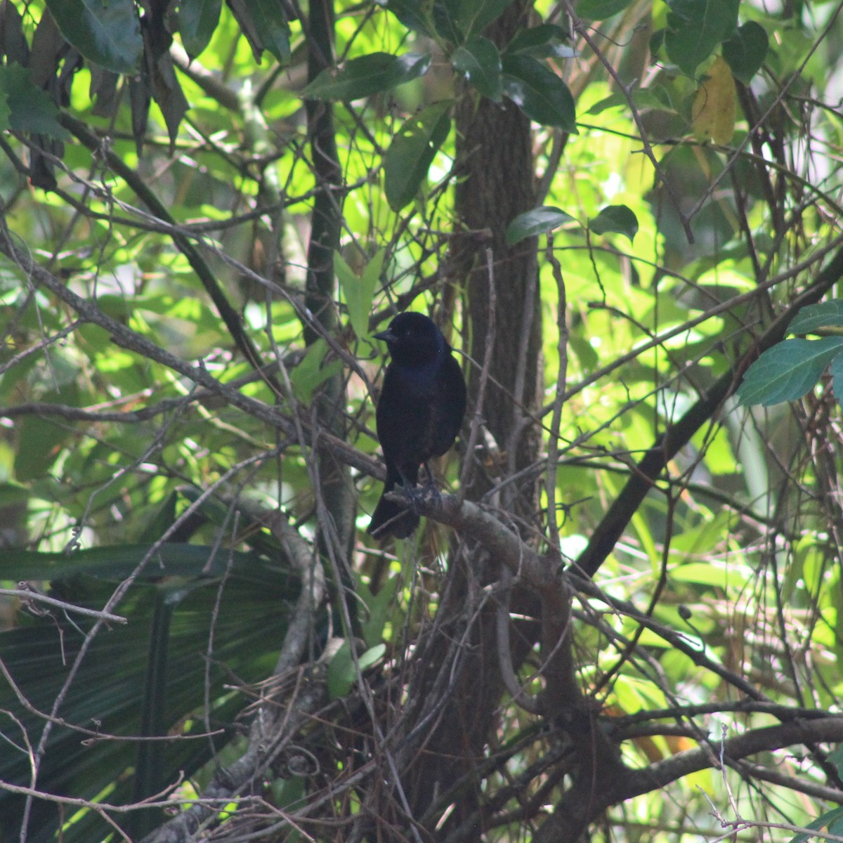 Shiny Cowbird - ML634497649