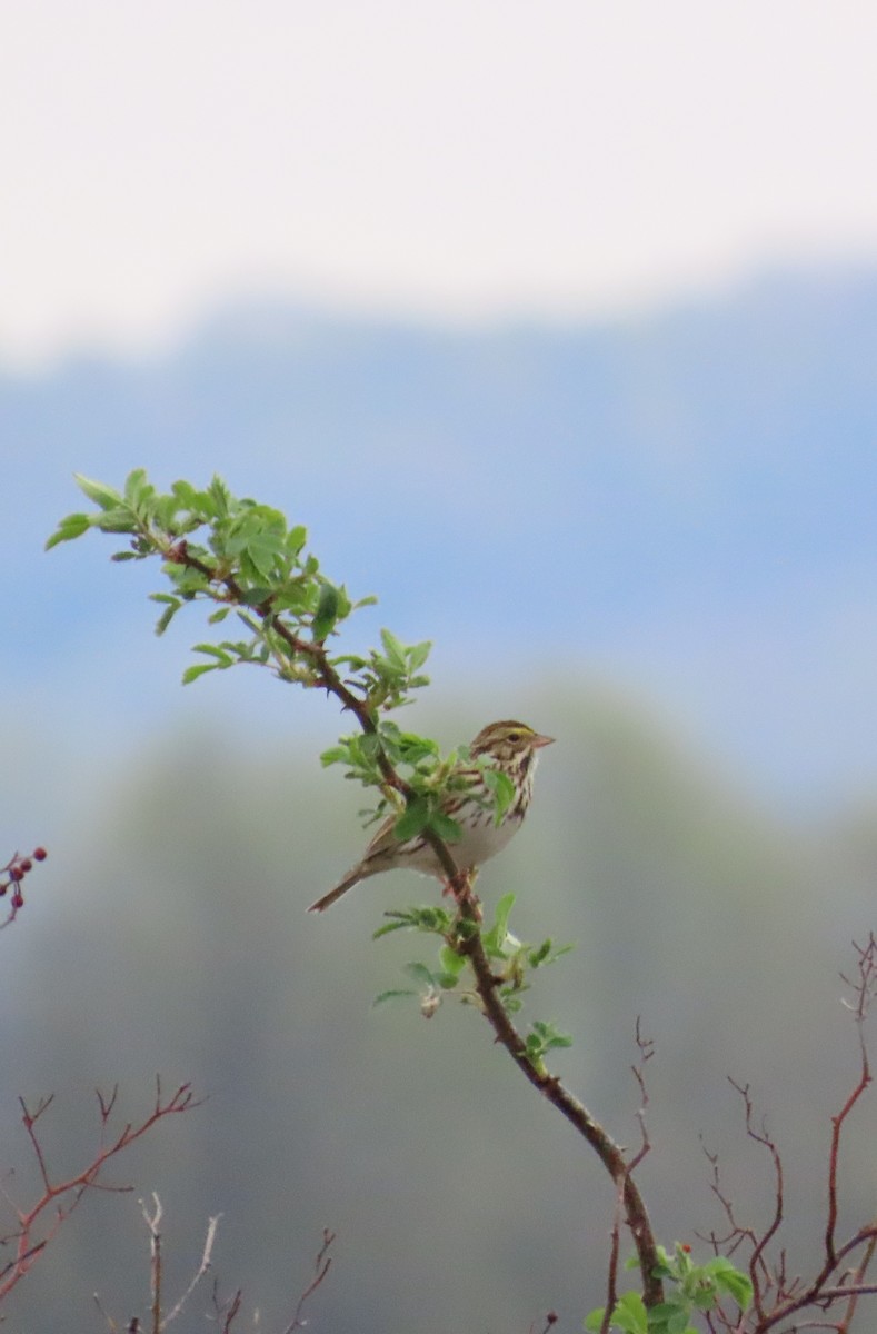 Savannah Sparrow - ML634497669