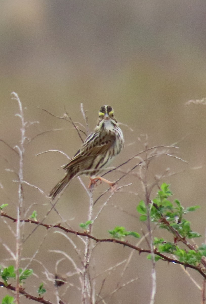 Savannah Sparrow - ML634497670