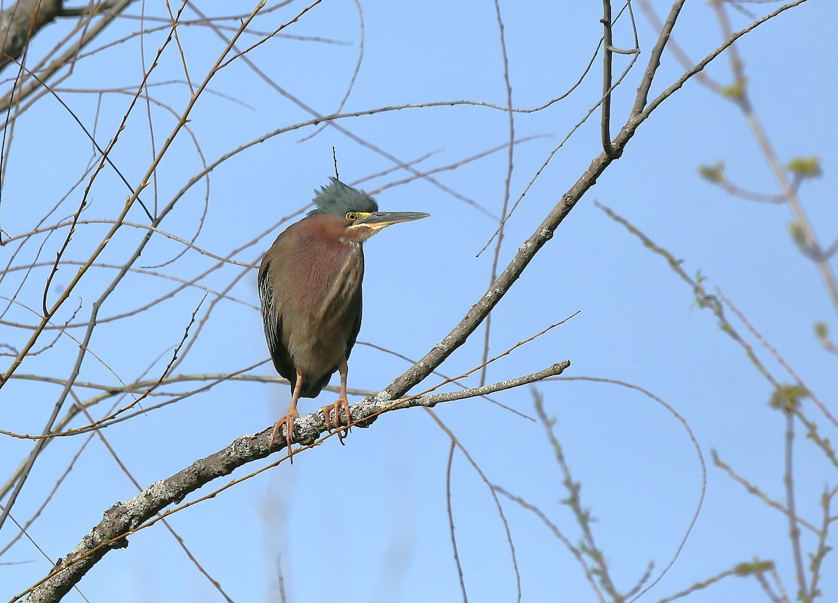Green Heron - ML634497773