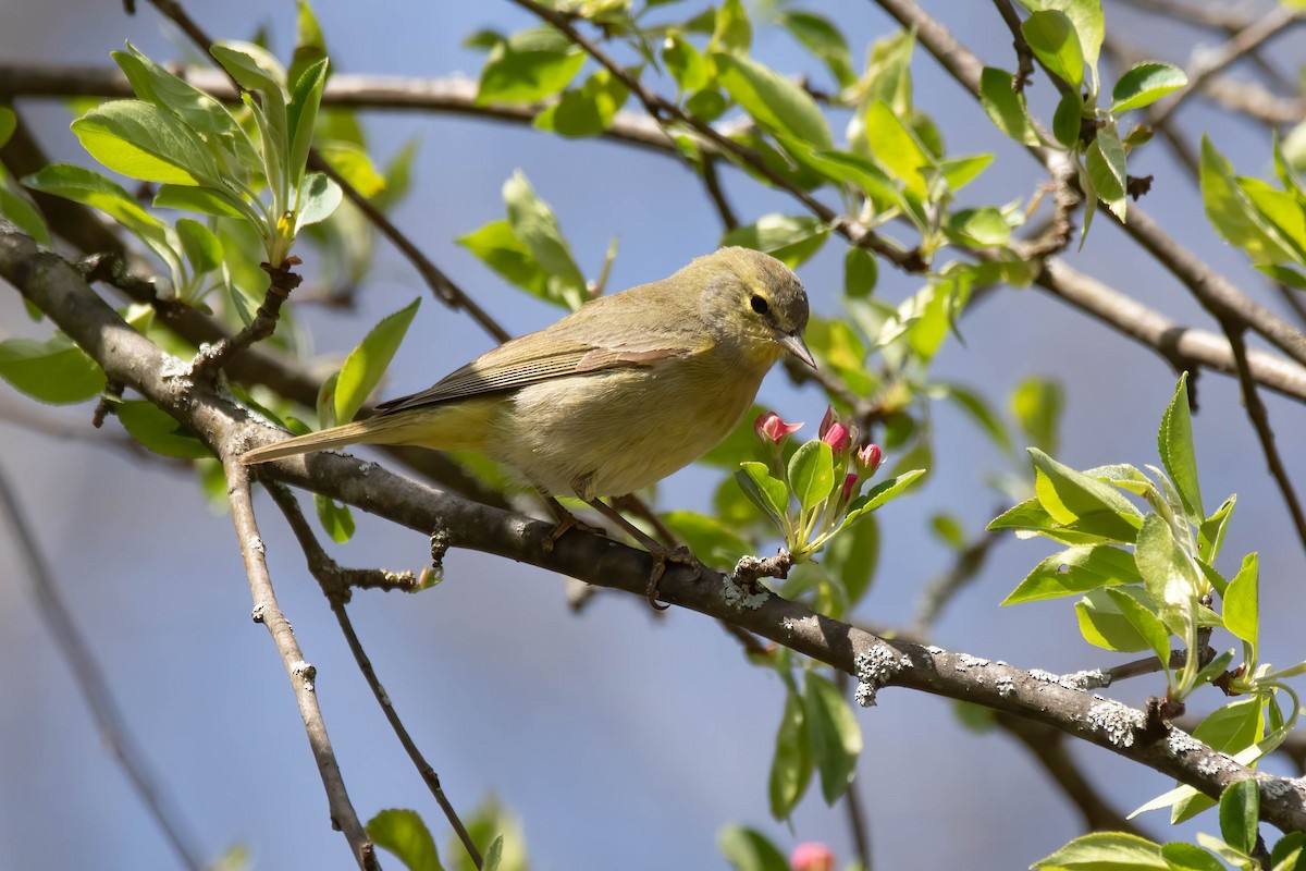 Orange-crowned Warbler - ML634497789