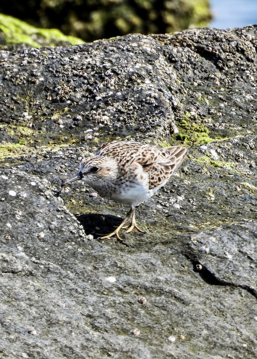 Least Sandpiper - ML634497821