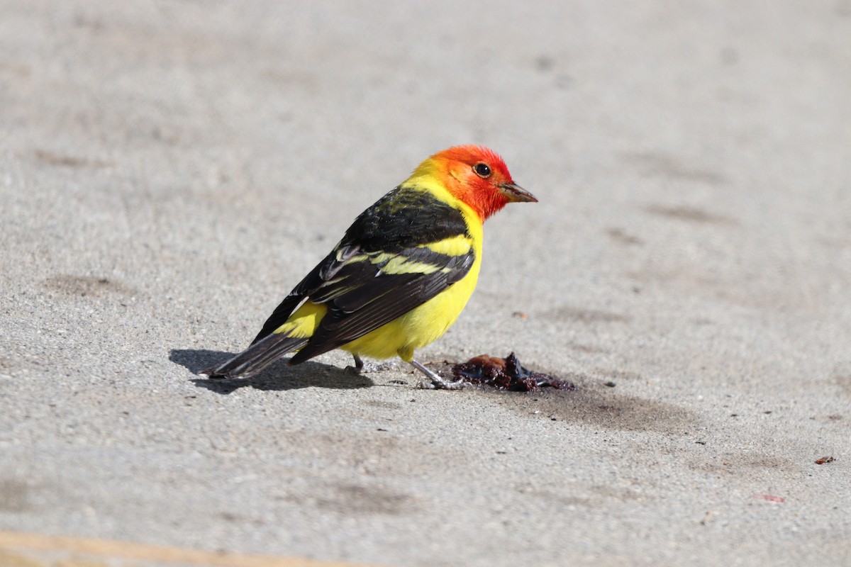 Western Tanager - ML634497847