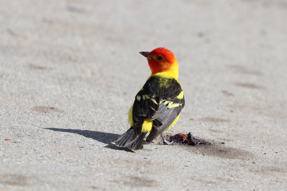 Western Tanager - ML634497851