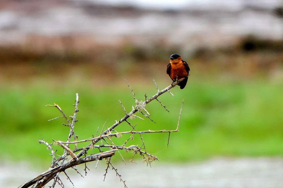 Sri Lanka Swallow - ML634497949
