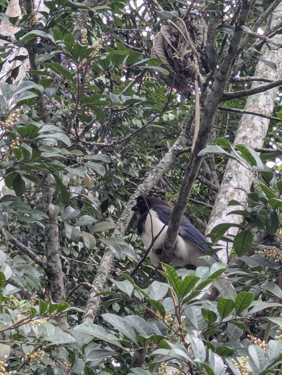Curl-crested Jay - ML634498165
