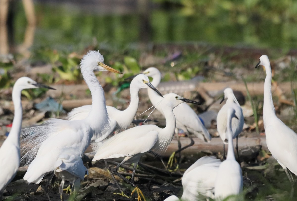 Medium Egret - ML634498529
