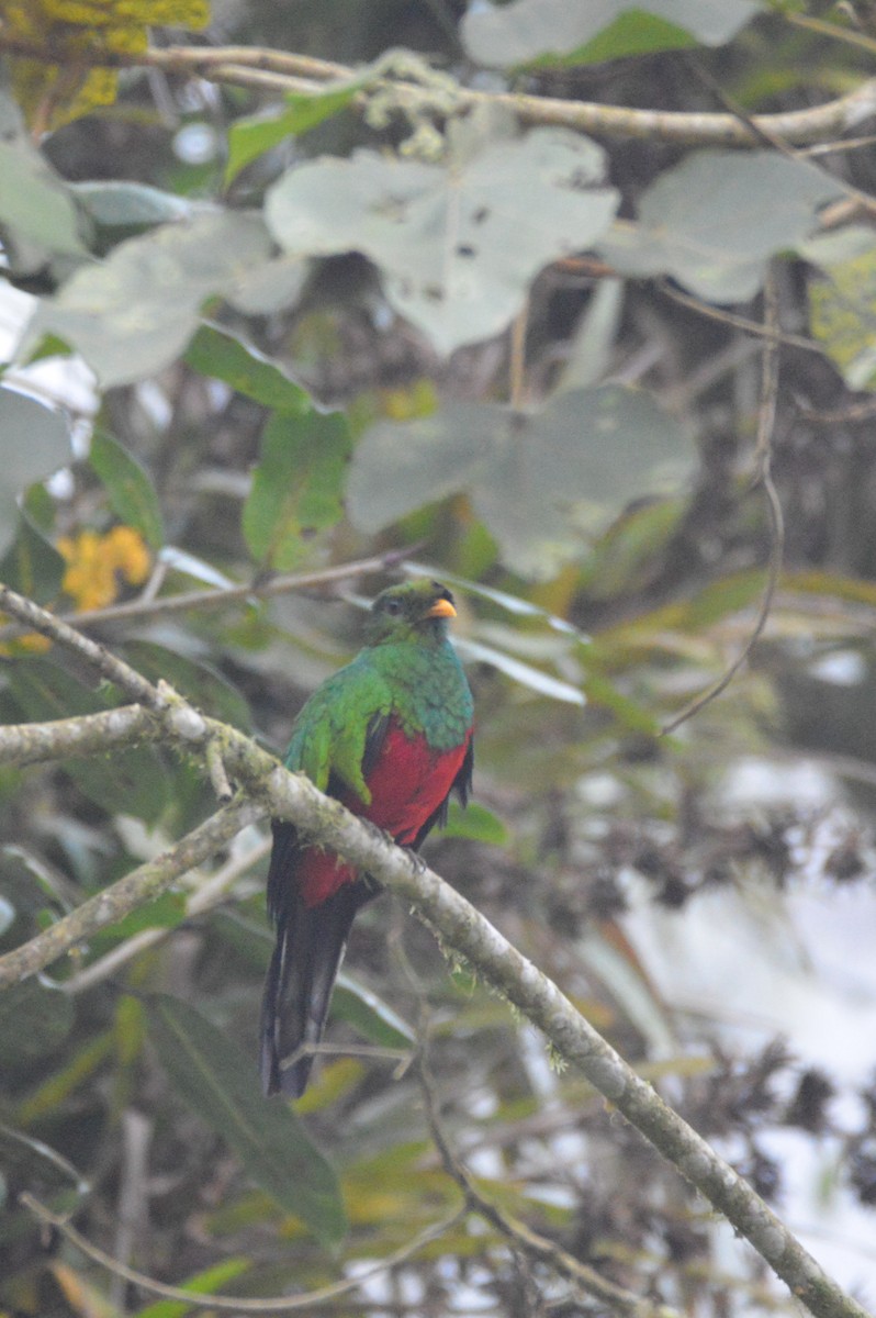 Golden-headed Quetzal - ML634498556