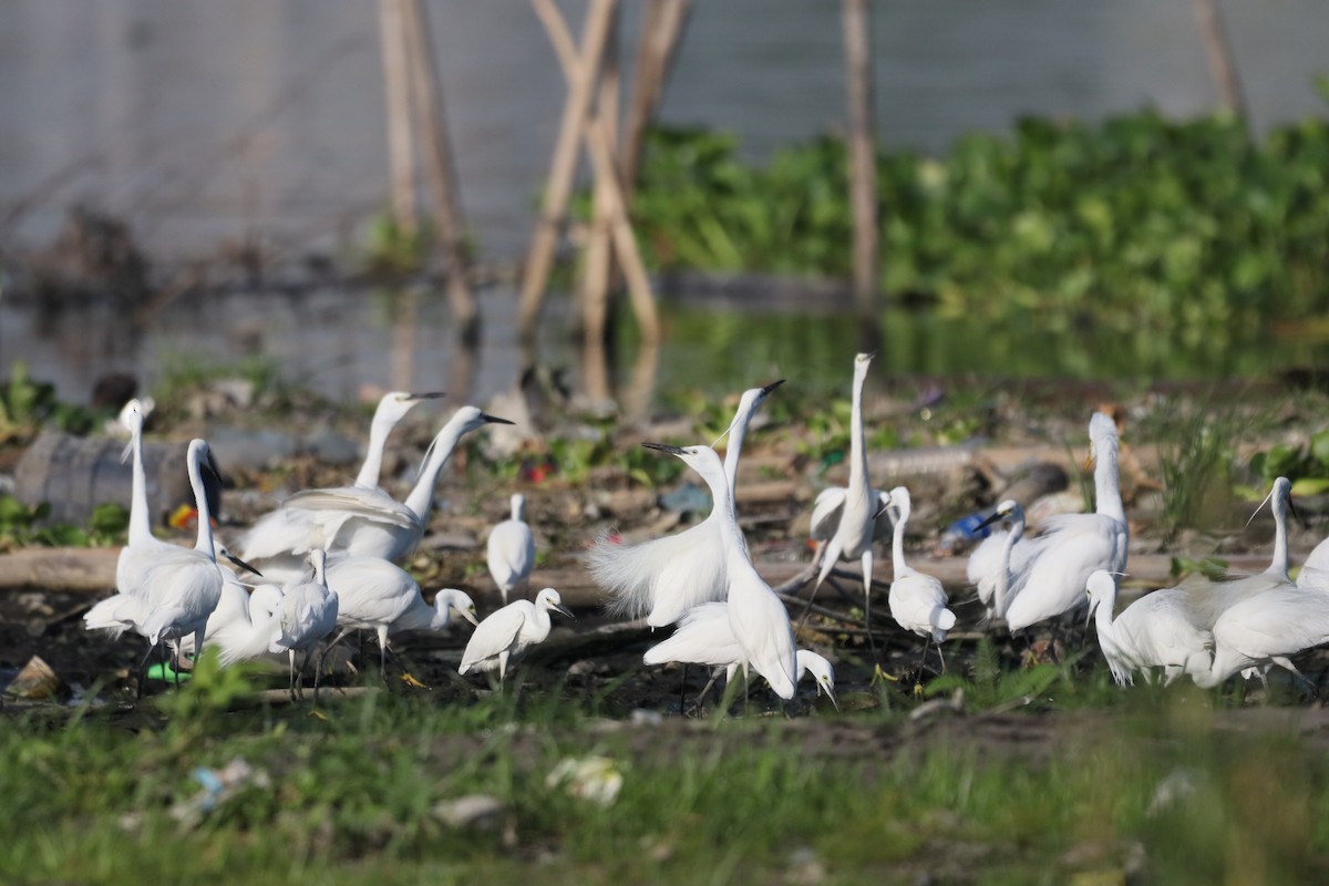 Little Egret - ML634498616