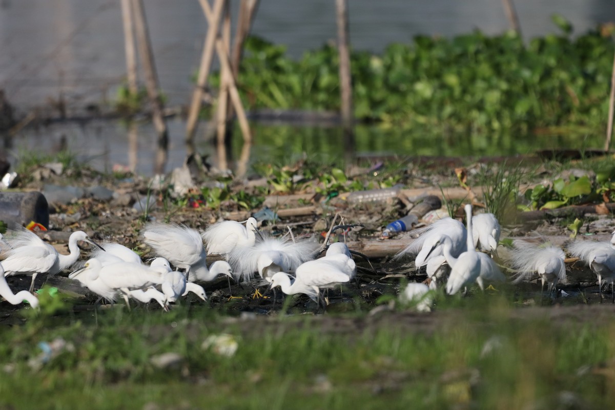 Little Egret - ML634498617