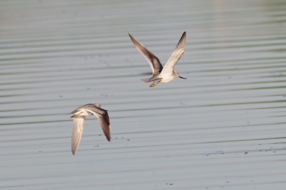 Terek Sandpiper - ML634498937