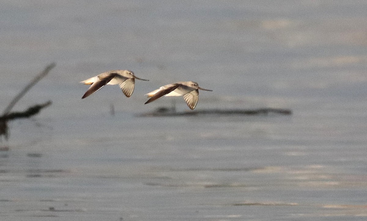 Terek Sandpiper - ML634498938