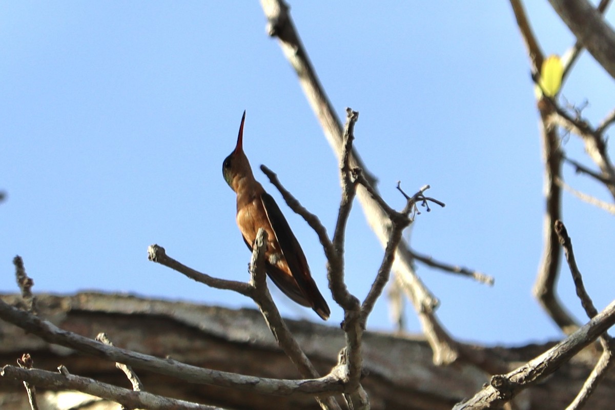kanelkolibri - ML634499107