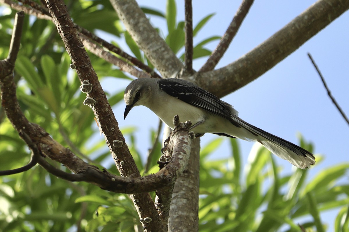 tropespottefugl - ML634499129