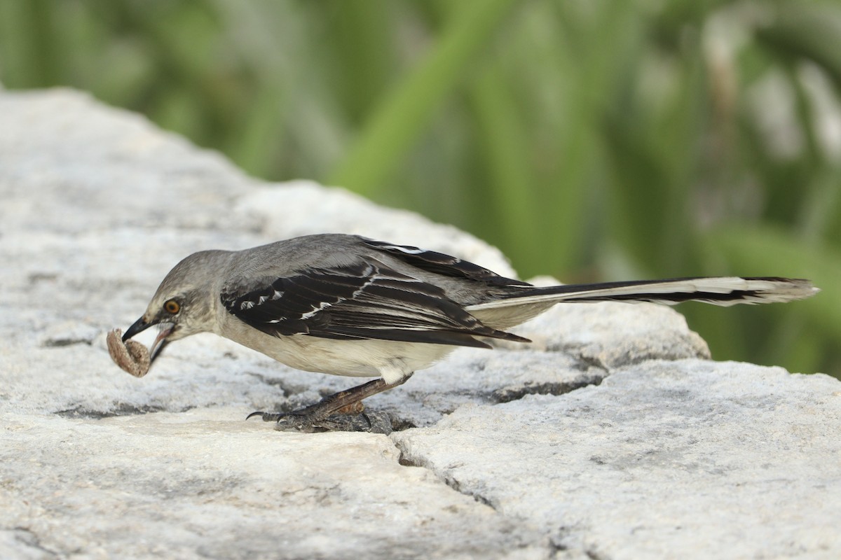 tropespottefugl - ML634499160