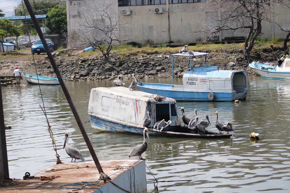 Brown Pelican - ML634499216