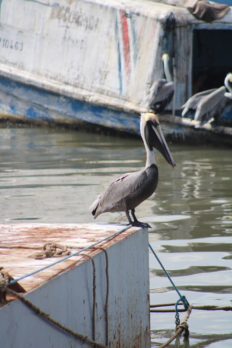 Brown Pelican - ML634499217