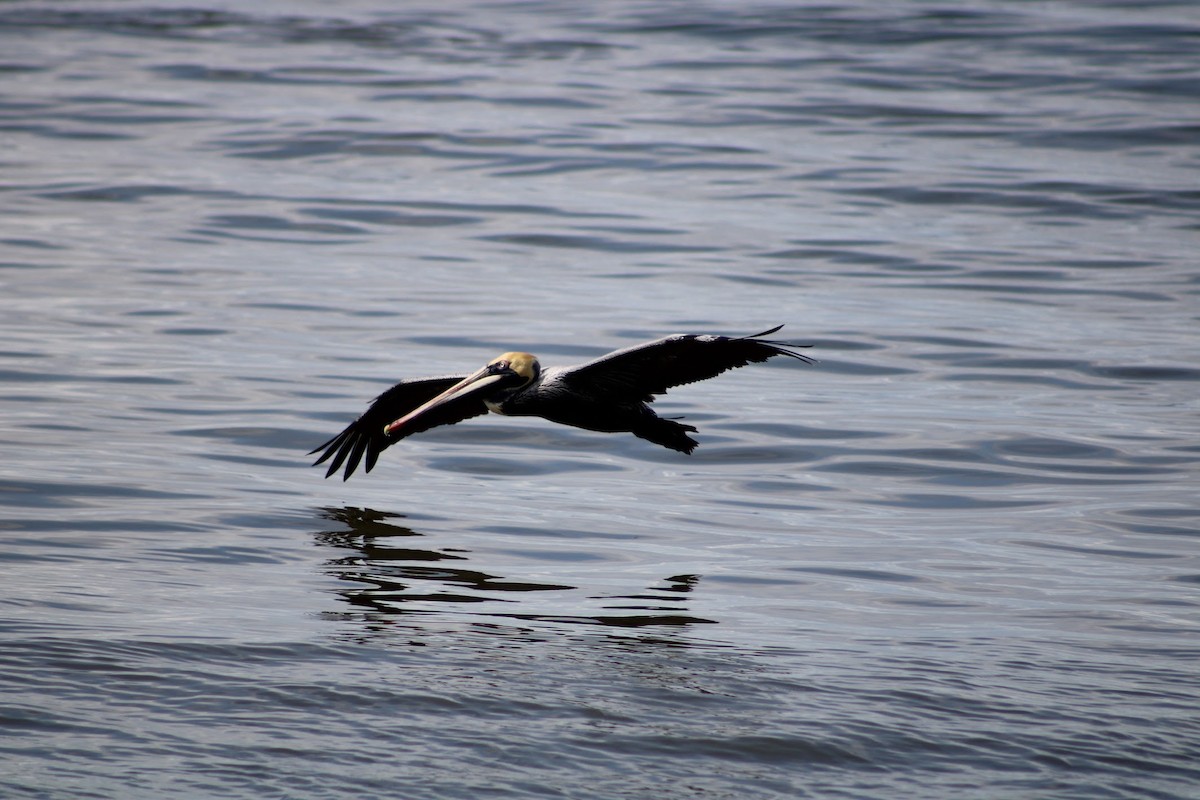 Brown Pelican - ML634499218