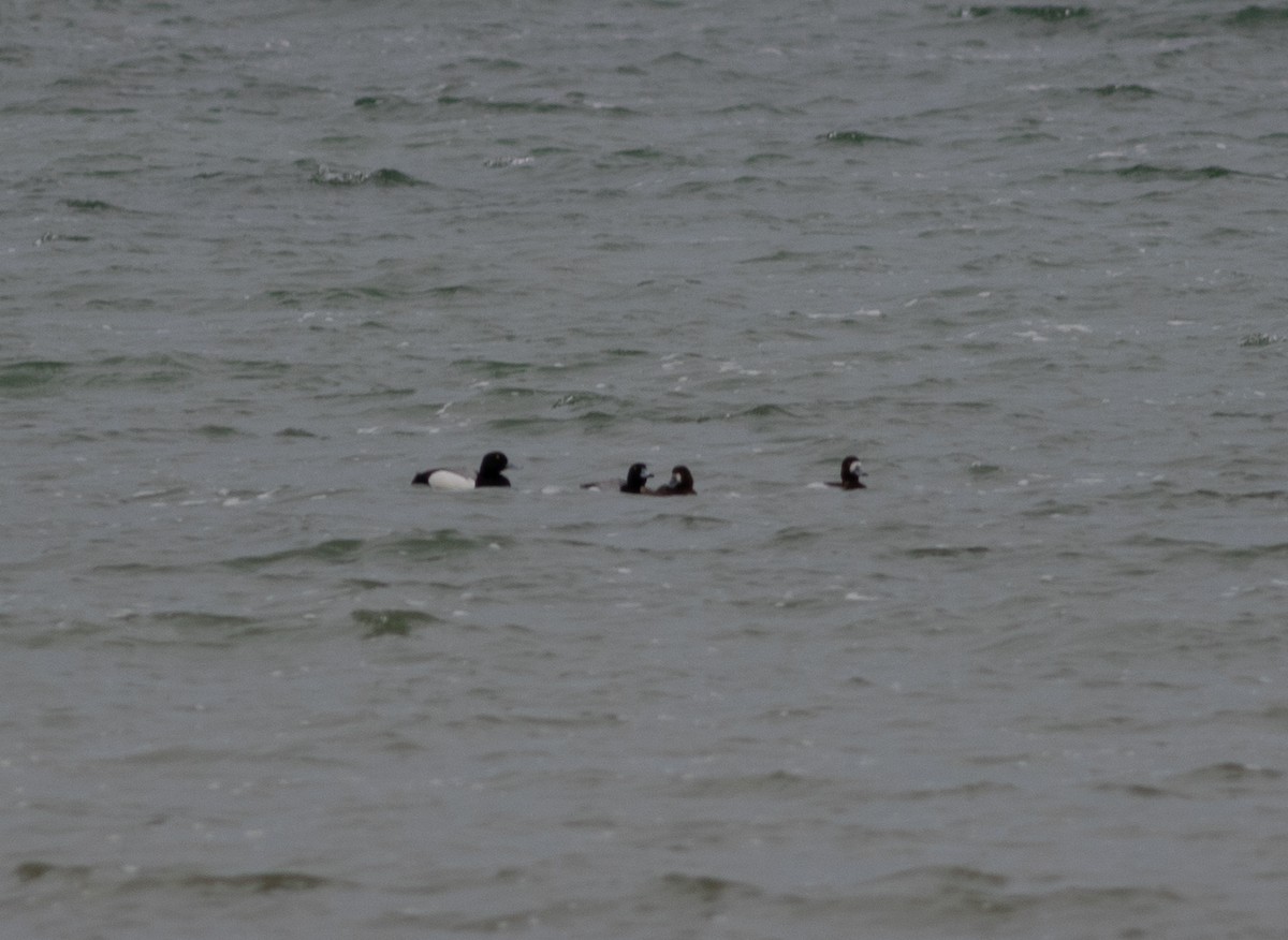 Greater Scaup - ML634499307