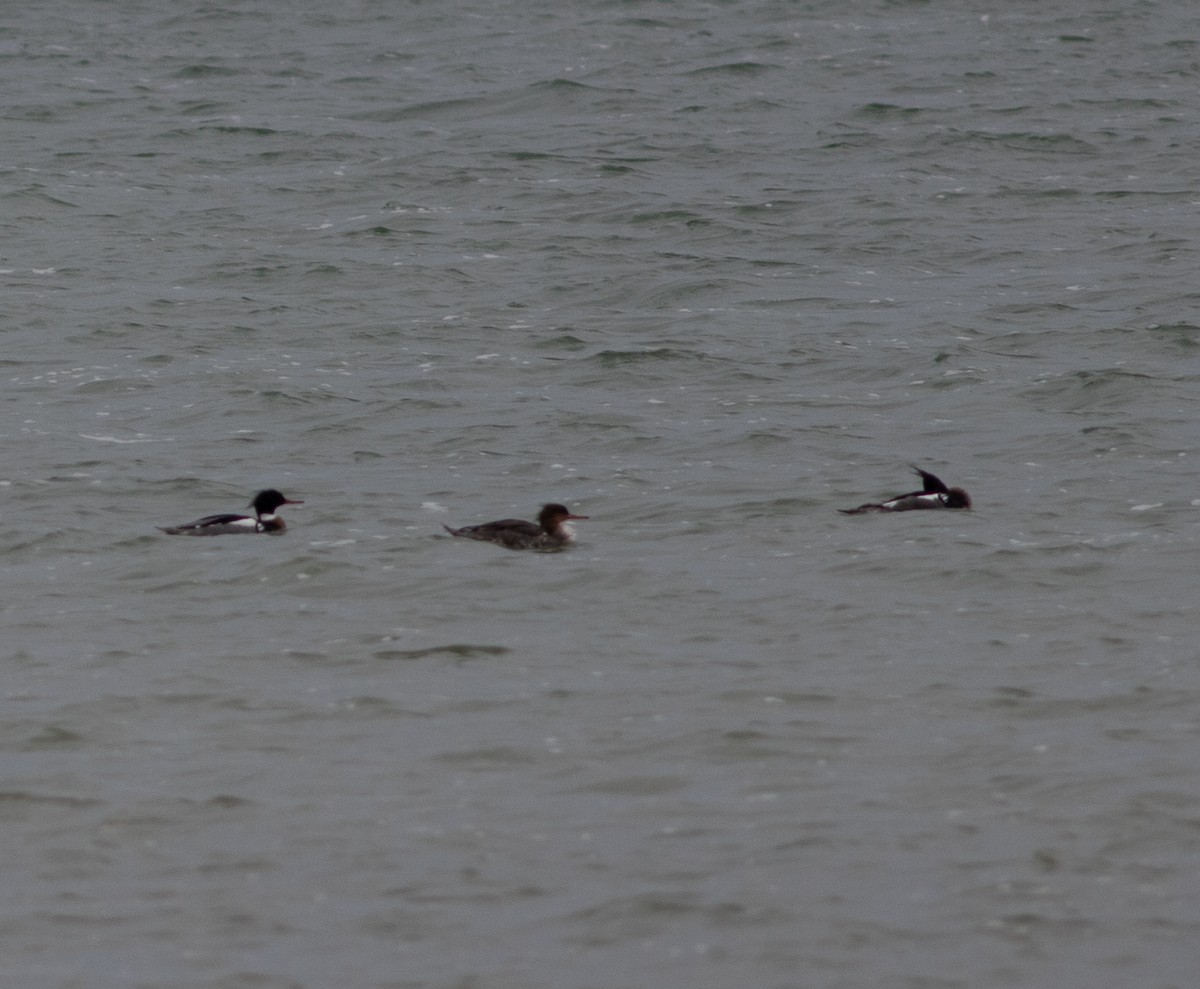 Red-breasted Merganser - ML634499333