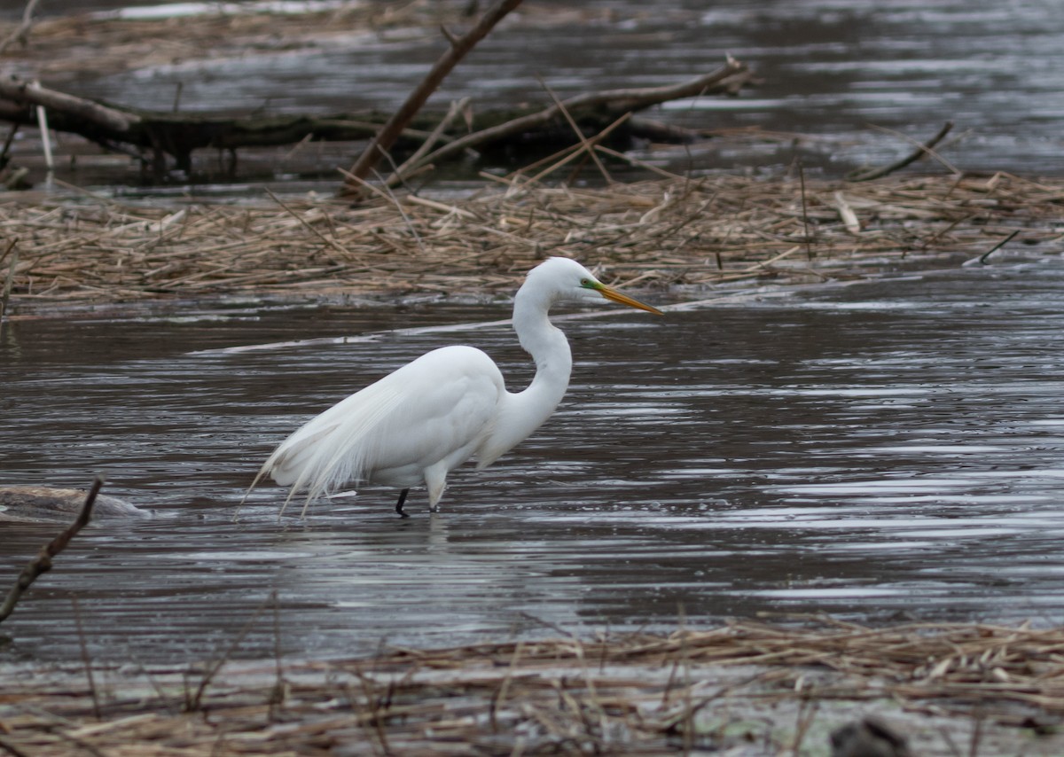 Great Egret - ML634499340