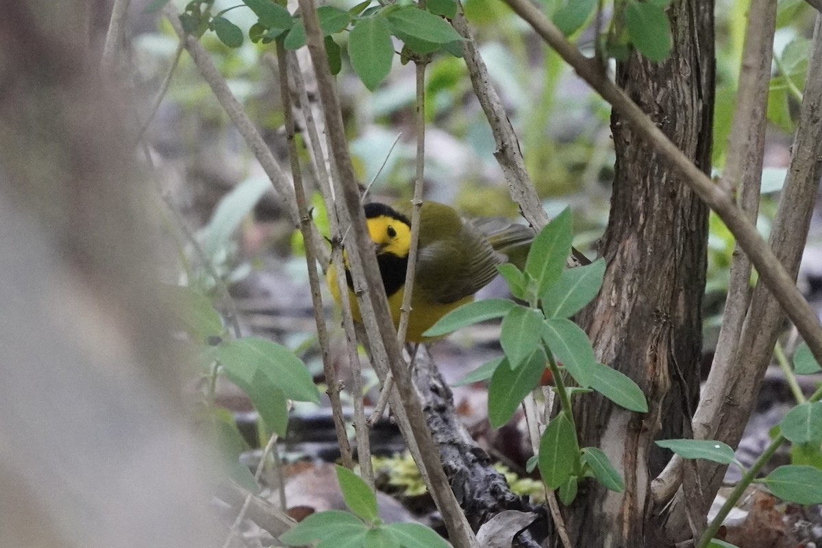 Hooded Warbler - ML634499468
