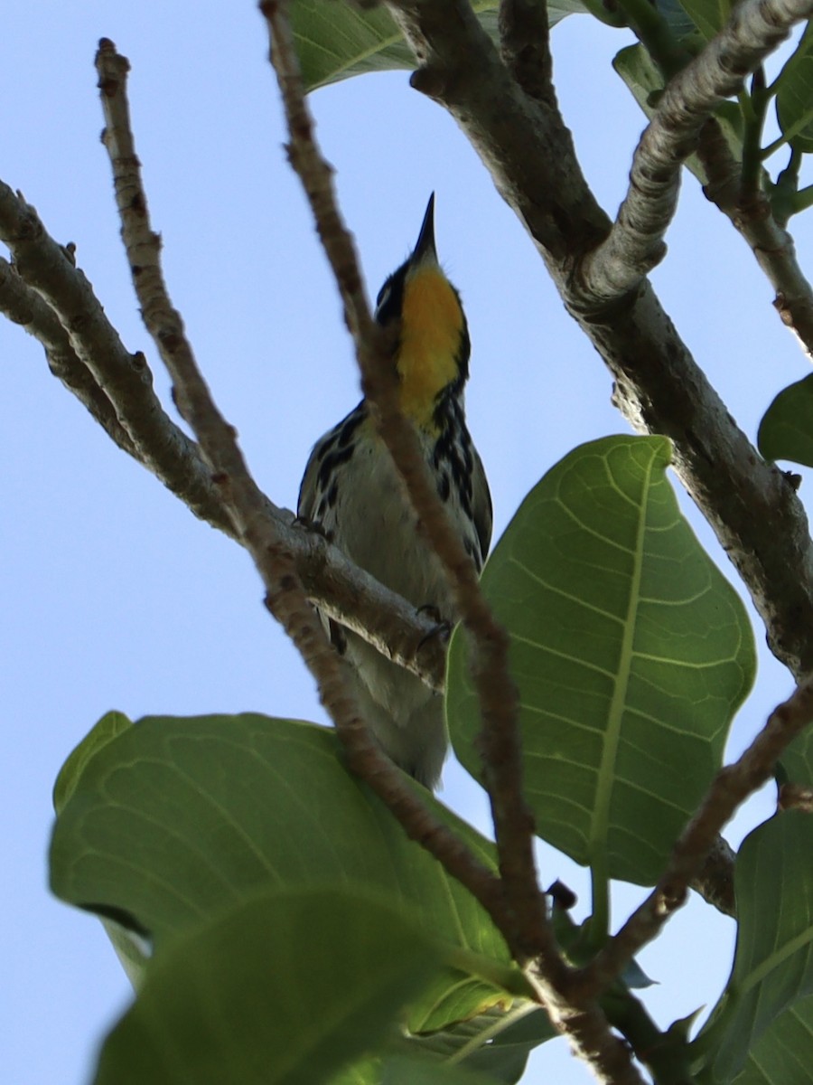 gulstrupeparula - ML634499486