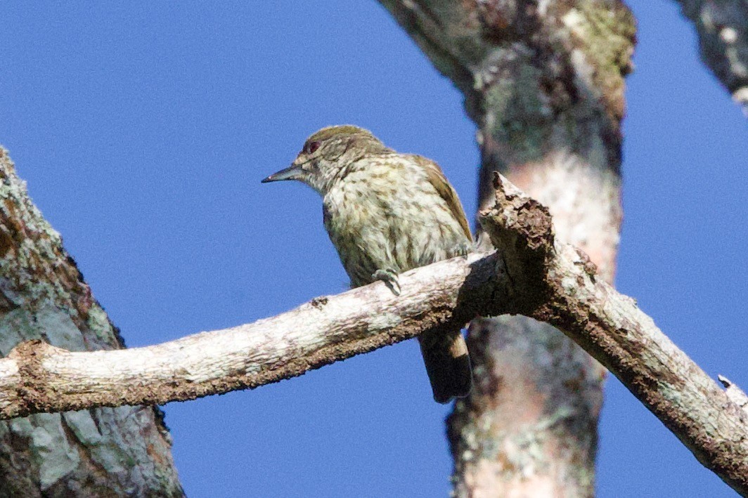 Antillean Piculet - ML634499637