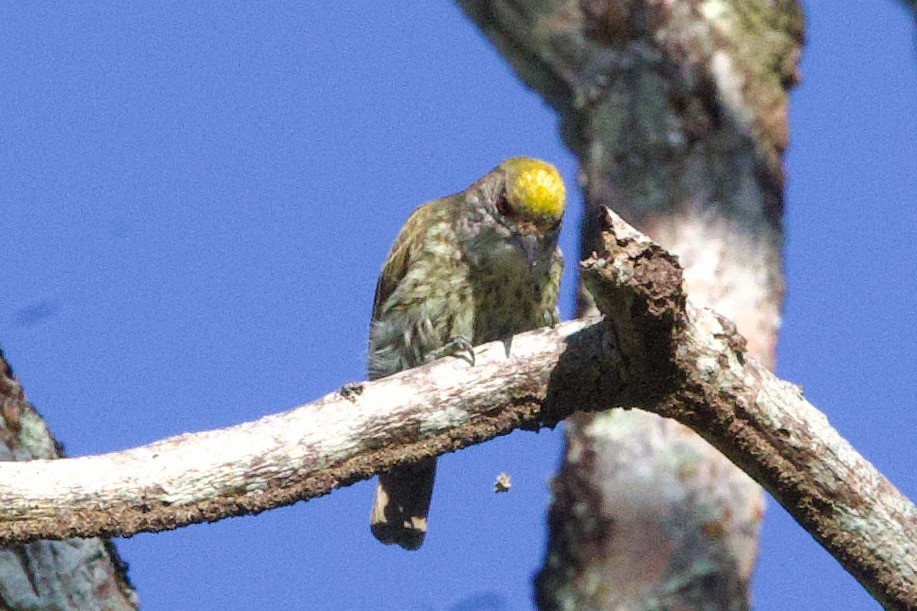 Antillean Piculet - ML634499638