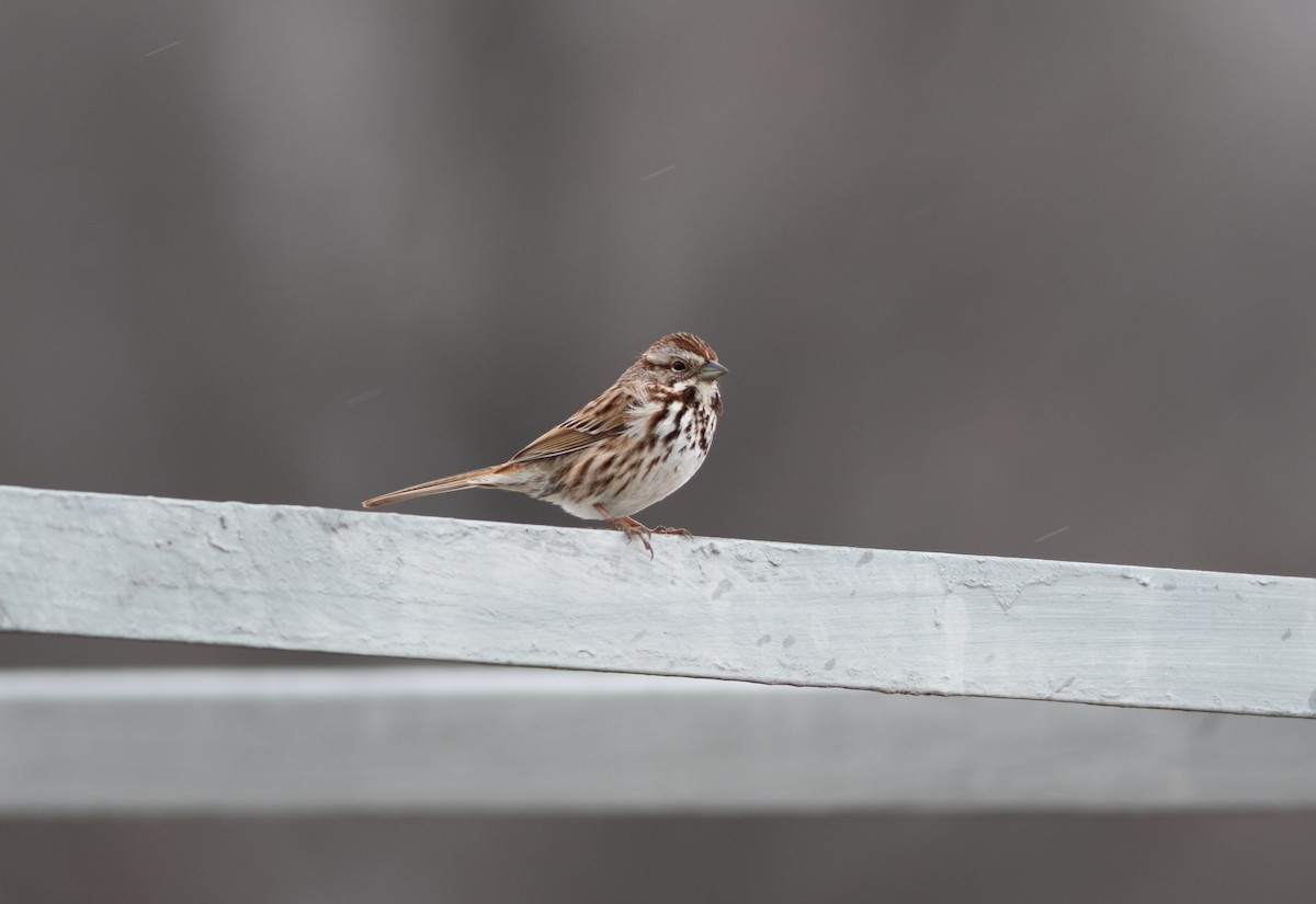 Song Sparrow - ML634499744