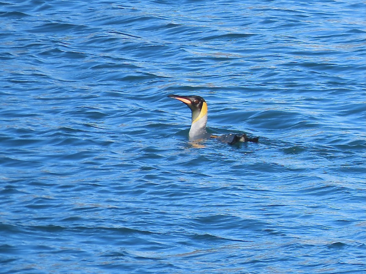 King Penguin - ML634499756