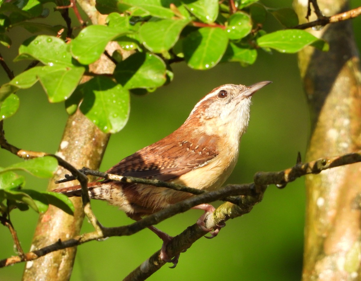 Carolina Wren - ML634499809