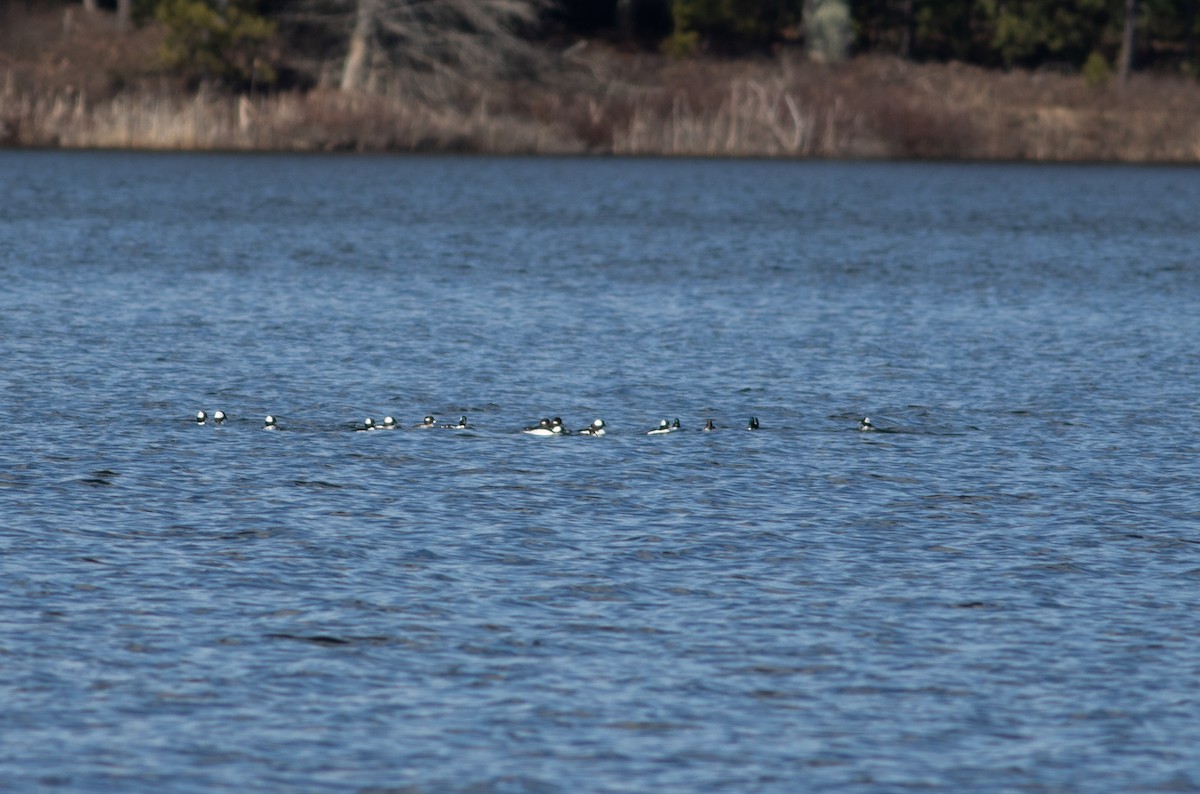 Bufflehead - ML634499810