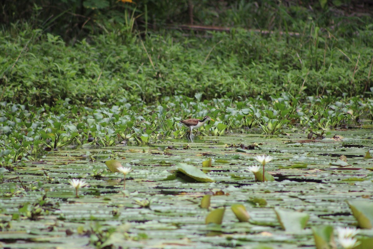 Northern Jacana - ML634499819