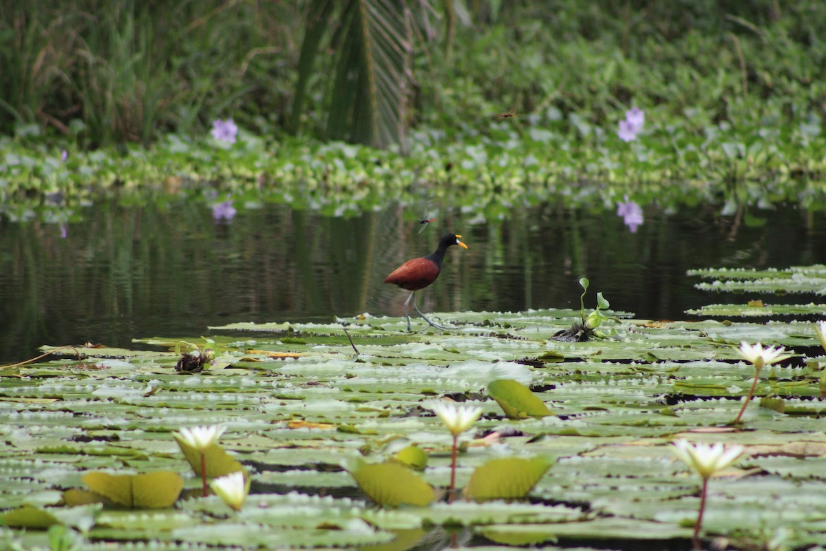 Northern Jacana - ML634499820
