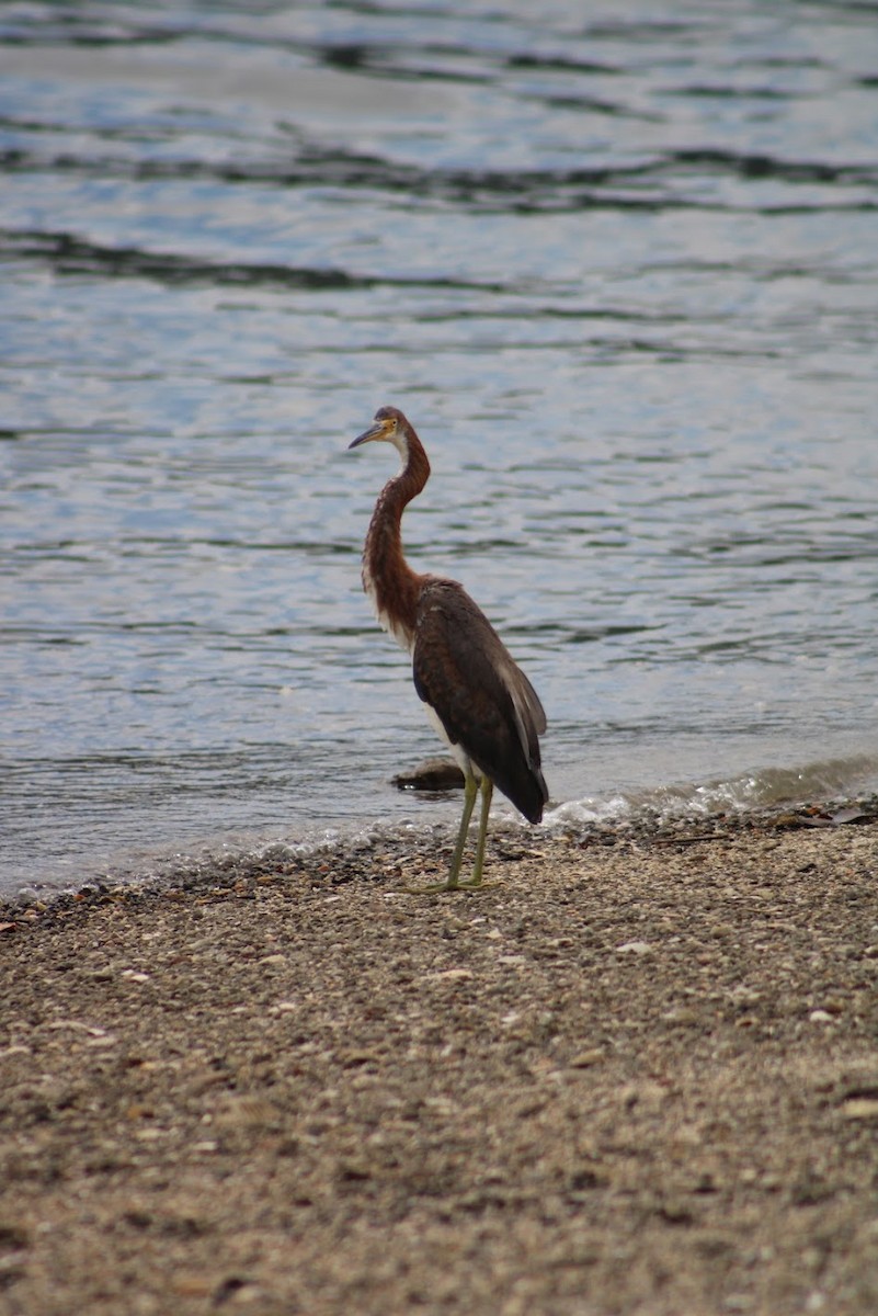 Tricolored Heron - ML634499826