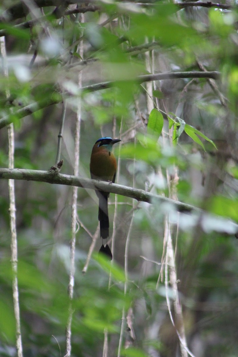 Lesson's Motmot - ML634499829