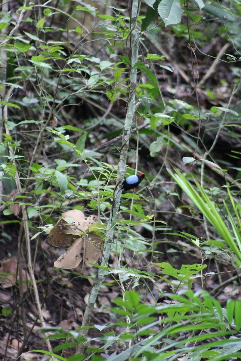 Long-tailed Manakin - ML634499836