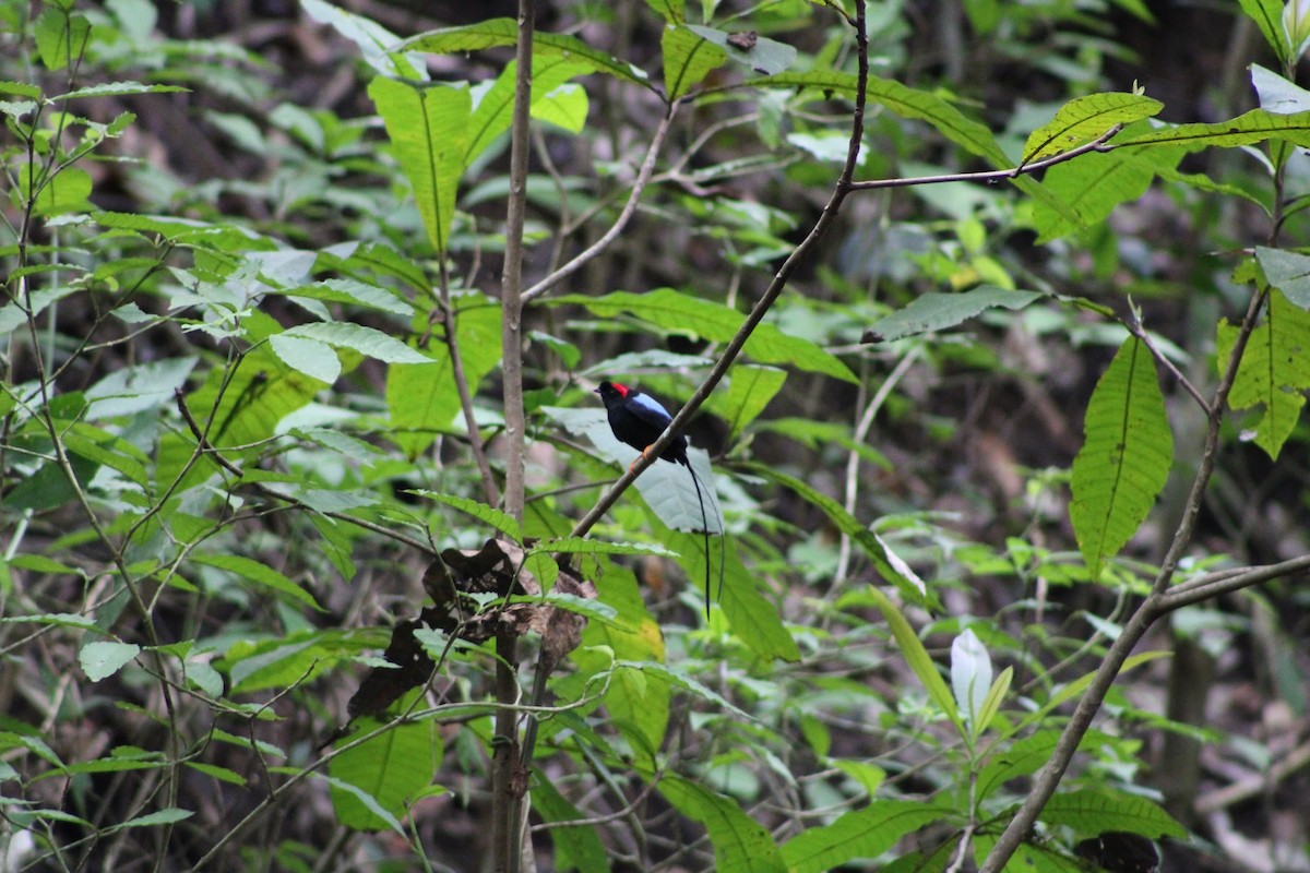 Long-tailed Manakin - ML634499837